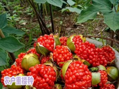 重樓種植投入產出比例介紹_圖2