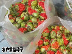 重樓種植投入產出比例介紹_圖3