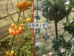 昆明市祿勸縣九龍鄉(xiāng)滇黃精種植基地圖2