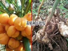 種黃精賺錢(qián)嗎_昆明市祿勸縣九龍鄉(xiāng)滇黃精種植基圖2