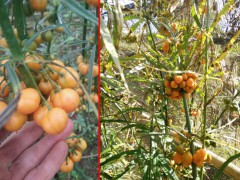 種黃精賺錢(qián)嗎_昆明市祿勸縣九龍鄉(xiāng)滇黃精種植基圖3