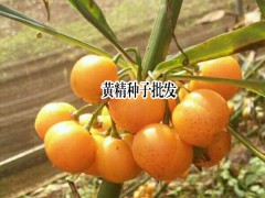 黃精種子_黃精種子價(jià)格問題圖1