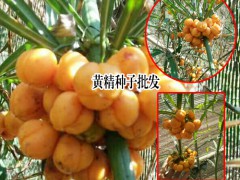 黃精種子_黃精種子價(jià)格問題圖2