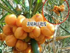 黃精種子_黃精種子價(jià)格問題圖3