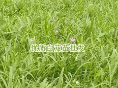 白芨價格表_會澤縣思農種植有限公司白芨直播苗圖3