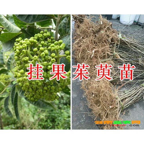 優(yōu)質(zhì)的吳茱萸苗報價-2年生茱萸苗價格/云南中藥茱萸苗