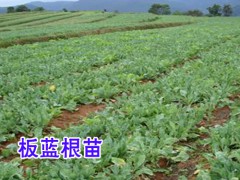 板藍根_板藍根種子怎么種植好?圖2