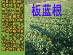 板藍根_板藍根種子怎么種植好?圖3