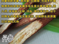 種植丹參1畝能賺多少錢?圖2