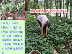 草藥蜘蛛香的功效_蛛蛛香治療_蜘蛛香的種植技術(shù)圖3