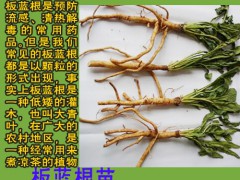 云南板藍(lán)根的特點(diǎn)_云南生物開發(fā)有限公司圖3