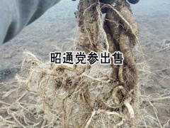 云南黨參種植戶_種植一畝黨參需要多少種子?圖3