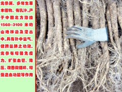 種植黨參_用種子直播還是育苗移栽好?圖2