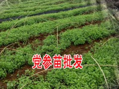 種植黨參_用種子直播還是育苗移栽好?圖3