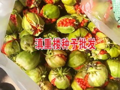 重樓的種植時(shí)間_重樓的種子育苗技術(shù)圖3