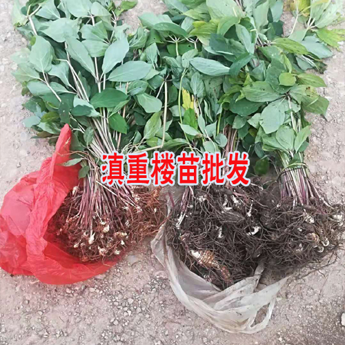 重樓根莖種植的較好季節(jié)