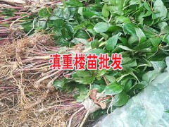 滇重樓種苗多少錢一棵?-重樓種苗4000顆圖2