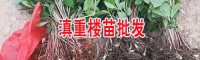 云南昭通市2年滇重樓苗價格