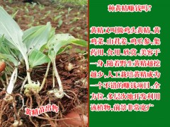 云南三叉白芨價格_白芨種苗銷售信息圖3