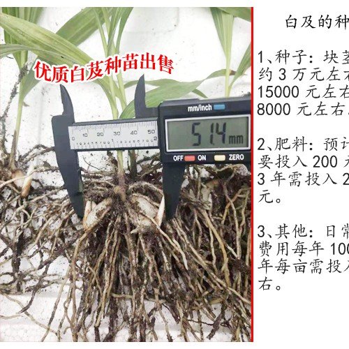 云南文山州白芨苗的價(jià)格