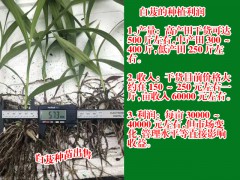 白芨小苗價(jià)格_昆明白芨苗價(jià)格圖2