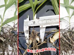 云南白芨種苗基地_白芨一畝地多少苗圖2