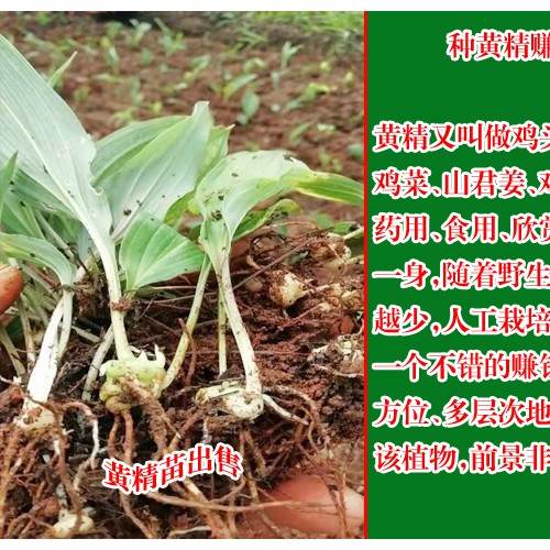 黃精種苗價(jià)格_云南黃精種苗廠家