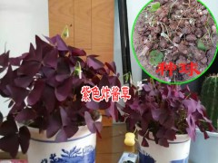 江蘇花卉苗木場|沭陽花卉批發(fā)圖2