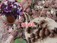 沭陽(yáng)花卉苗木廠家是多少?圖1