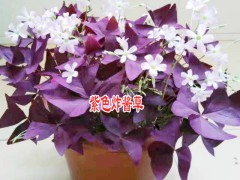 沭陽(yáng)花卉苗木廠家是多少?圖2