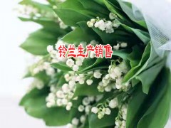 養(yǎng)風(fēng)雨蘭多久施一次肥圖1