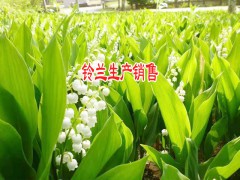 養(yǎng)風(fēng)雨蘭多久施一次肥圖2