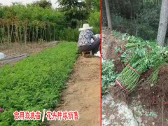 食用玫瑰種植如何選地圖1