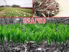 鈴蘭生種植方法圖3