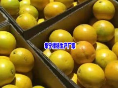 微商采購(gòu)華寧柑桔找哪里_圖3