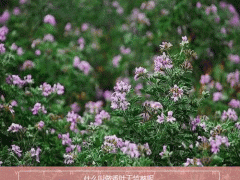 出售香葉天竺葵苗_香葉天竺葵種苗價格_云南香葉天竺葵幼苗圖3