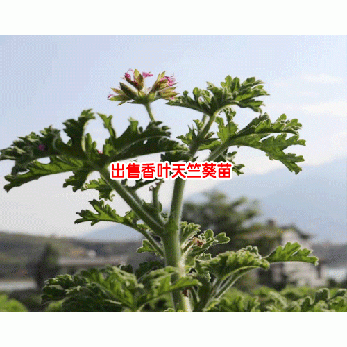 賓川香葉天竺葵產(chǎn)量_香葉天竺葵對(duì)身體