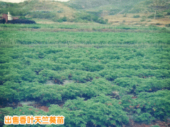 賓川香葉天竺葵種苗_賓川有香葉天竺葵苗出售嗎圖3