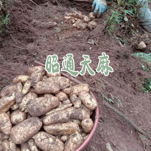 天麻昭通產(chǎn)區(qū)_云南昭通天麻作用