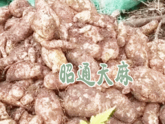 天麻昭通產(chǎn)區(qū)_云南昭通天麻作用圖2