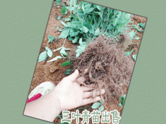 三葉青種子_三葉青如何種植圖3