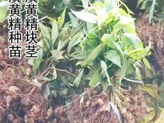 黃精塊莖葉繁殖技術(shù)_黃精一畝地要多少塊莖_滇黃精種塊莖圖2