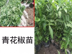 云南青花椒苗_漾濞龍騰種植苗木農(nóng)民專業(yè)合作有賣圖2