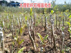 軟籽石榴樹苗哪里買圖1