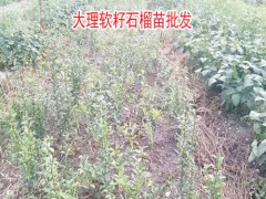 軟籽石榴樹苗哪里買圖2