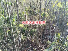 云南核桃苗_8518核桃苗基地圖2