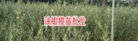 橄欖苗病蟲害_油橄欖什么價(jià)位