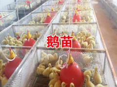 今日肉鵝價(jià)格行情走勢(shì)_云南大理肉鵝養(yǎng)殖合作社圖3