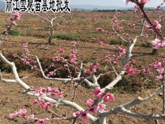 云南麗江雪桃圖片_云南麗江雪桃苗木_云南麗江雪桃苗基地圖2