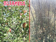 安寧市紅富士蘋果樹苗價(jià)格圖2